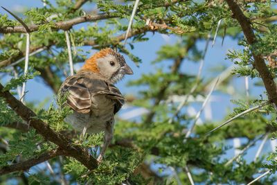 Speckle-fronted Weaver - Schubkopwever - Sporopipe quadrill