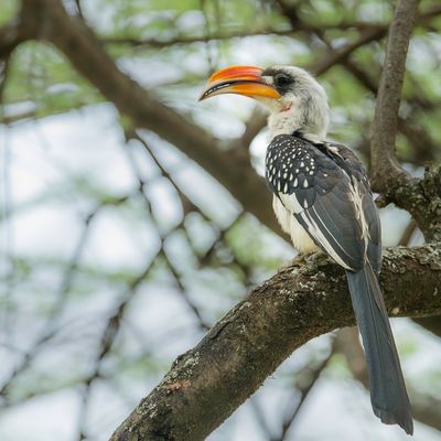 Jackson's Hornbill - Jacksons Tok - Calao de Jackson (m)