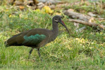 Hadada Ibis - Hadada-ibis - Ibis hagedash