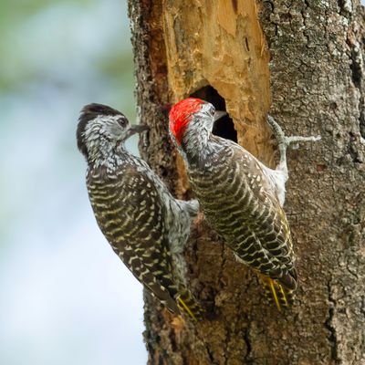 Cardinal Woodpecker - Kardinaalspecht - Pic cardinal (m+f)
