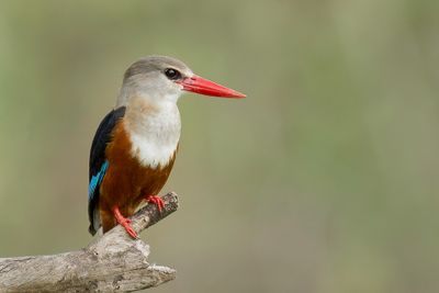 Grey-headed Kingfisher - Grijskopijsvogel - Martin-chasseur  tte grise