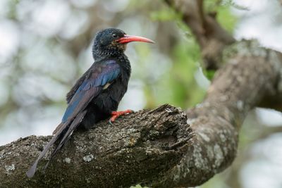 Green Wood Hoopoe - Groene Kakelaar - Irrisor moqueur