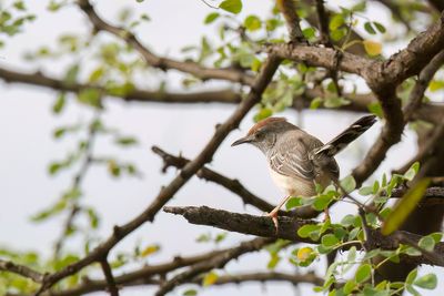 Red-fronted Warbler - Roodmaskerapalis - Prinia de Rppell