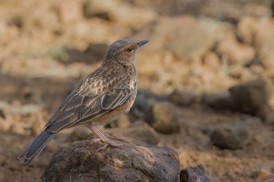 Pink-breasted Lark - Pieperleeuwerik - Alouette  poitrine rose