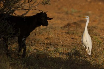 Western Cattle Egret - Koereiger - Hron garde-boeufs