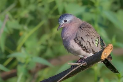 Emerald-spotted Wood Dove - Smaragdvlekduif - Tourtelette meraudine
