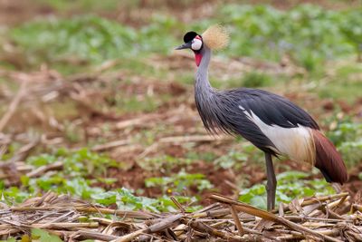 Grey Crowned Crane - Grijze Kroonkraanvogel - Grue royale