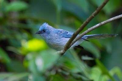 African Blue Fycatcher - Turkooiskuifvliegenvanger - Elminie bleue