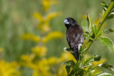 Black-and-white Mannikin - Glansekstertje - Capucin bicolore