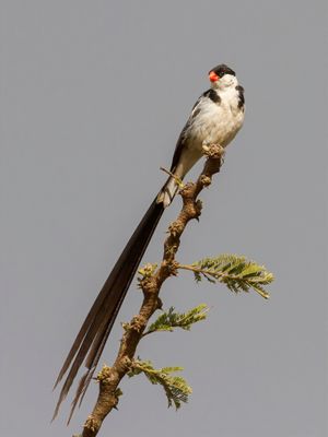 Pin-tailed Whydah - Dominicanerwida - Veuve dominicaine (m)