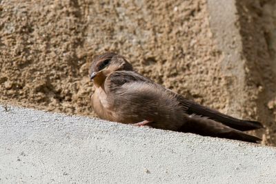 Red-throated Rock Martin