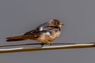Barn Swallow - Boerenzwaluw - Hirondelle rustique