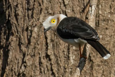 White Helmetshrike - Helmklauwier - Bagadais casqu