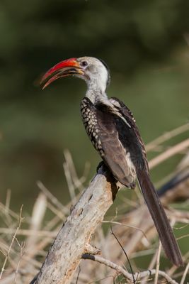 Northern Red-billed Hornbill - Roodsnaveltok - Calao  bec rouge