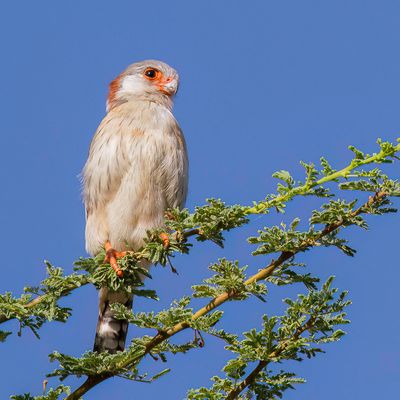 Pygmy Falcon - Afrikaanse Dwergvalk - Fauconnet d'Afrique