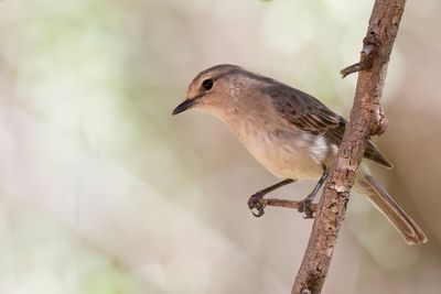 Pale Flycatcher - Vale Vliegenvanger - Gobemouche ple