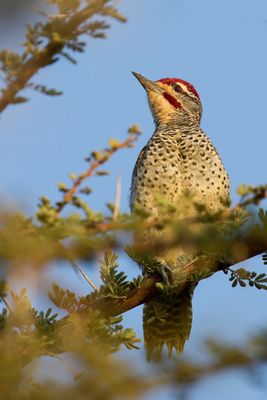 Nubian Woodpecker - Nubische Specht - Pic de Nubie