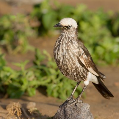 White-crowned Starling - Witkruinglansspreeuw - Spro  calotte blanche