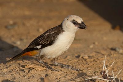 White-headed Buffalo Weaver - Witkopbuffelwever - Alecto  tte blanche