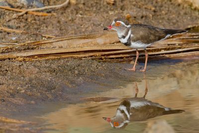 Three-banded Plover - Driebandplevier - Pluvier  triple collier