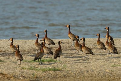 White-faced Whistling Duck - Witwangfluiteend - Dendrocygne veuf
