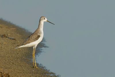 Marsh Sandpiper - Poelruiter - Chevalier stagnatile
