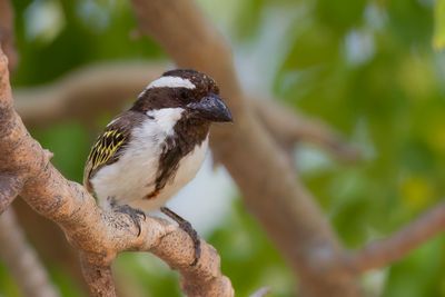 Black-throated Barbet - Zwartkopbaardvogel - Barbican à tête noire