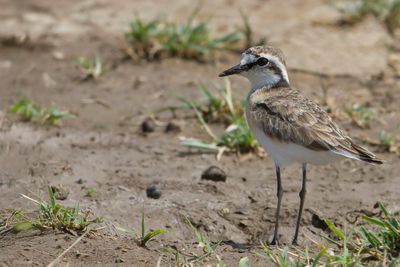 Kittlitz's Plover - Herdersplevier - Pluvier pâtre