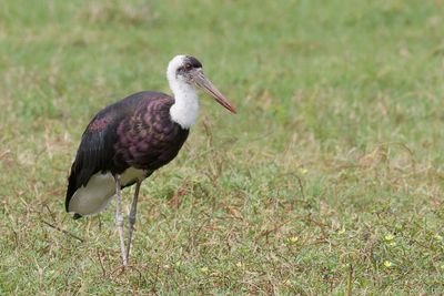 African Woolly-necked Stork - Cigogne  pattes noires - Afrikaanse Bisschopsooievaar 