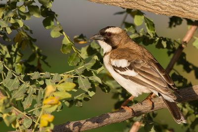 White-browed Sparrow-Weaver - Mahaliwever - Mahali  sourcils blancs