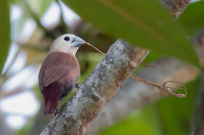 White-headed Munia - Witkopnon - Capucin  tte blanche