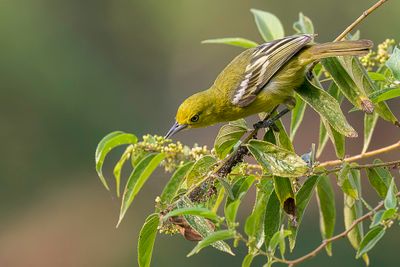 Common Iora - Gewone Iora - Petit Iora (f)