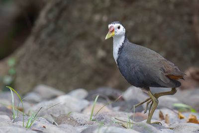 Birds of Indonesia 2013