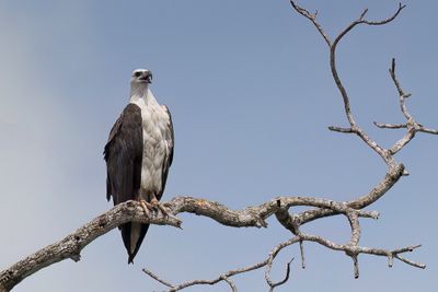 White-bellied Sea Eagle - Witbuikzeearend - Pygargue blagre