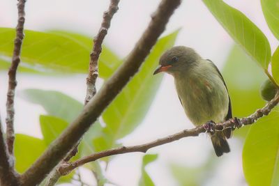 Mistletoebird - Roodstuithoningvogel - Dice hirondelle (j)