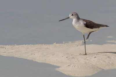 Common Greenshank - Groenpootruiter - Chevalier aboyeur