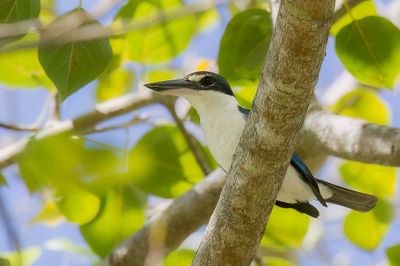 Collared Kingfisher - Witkraagijsvogel - Martin-chasseur  collier blanc