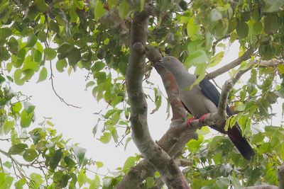 Elegant Imperial Pigeon - Grijze Muskaatduif - Carpophage  queue bleue