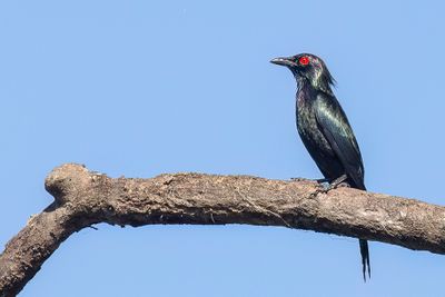 Metallic Starling - Violette Purperspreeuw - Stourne luisant