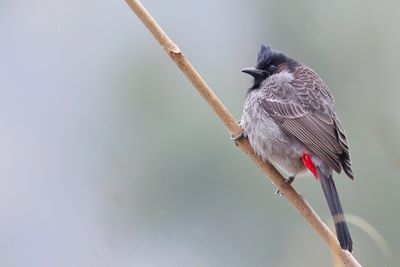 Red-vented Bulbul - Roodbuikbuulbuul - Bulbul  ventre rouge