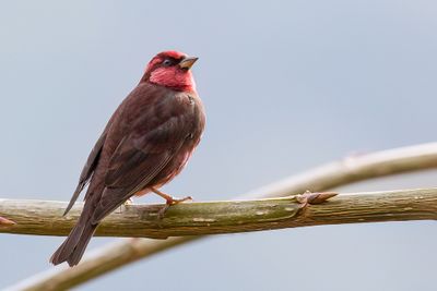 Dark-breasted Rosefinch - Donkere Roodmus - Roselin sombre