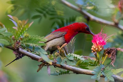Crimson Sunbird - Geelrughoningzuiger - Souimanga siparaja (m)