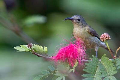 Crimson Sunbird - Geelrughoningzuiger - Souimanga siparaja (f)