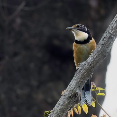 Greater Necklaced Laughingthrush - Borstbandlijstergaai - Garrulaxe  plastron