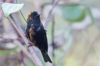 Golden-naped Finch - Goudkruinvink - Roselin  nuque d'or (m)