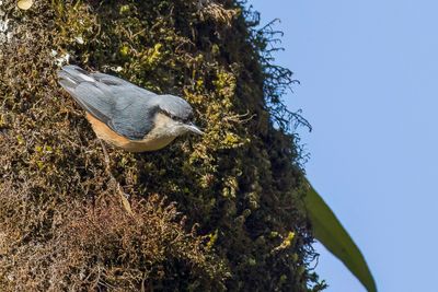 White-tailed Nuthatch - Witstaartboomklever - Sittelle de l'Himalaya