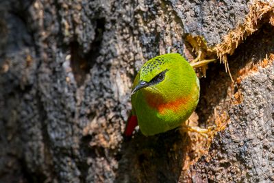 Fire-tailed Myzornis - Vuurstaartje - Myzorne queue-de-feu (m)