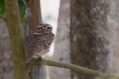 Spotted Owlet - Brahmaanse Steenuil - Chevche brame