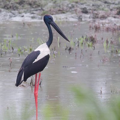 Black-necked Stork - Zwarthalsooievaar - Jabiru d'Asie (m)