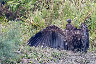 Himalayan Vulture - Himalayagier - Vautour de l'Himalaya